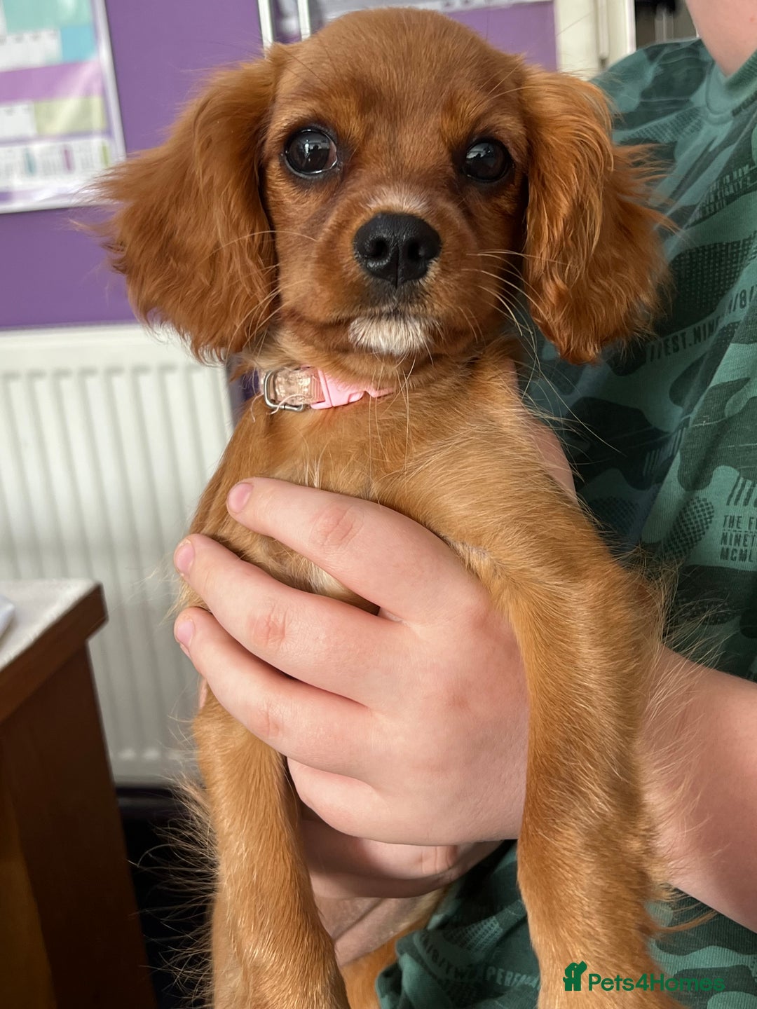 Cavalier King Charles Spaniel dogs for sale: Cavalier King Charles  - Image 5