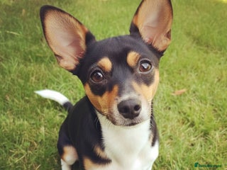 Jack Russell dogs Jack Russell female - Advert 3