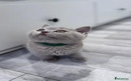 British Shorthair cats for sale: Champion line British Shorthair kittens  - Image 10