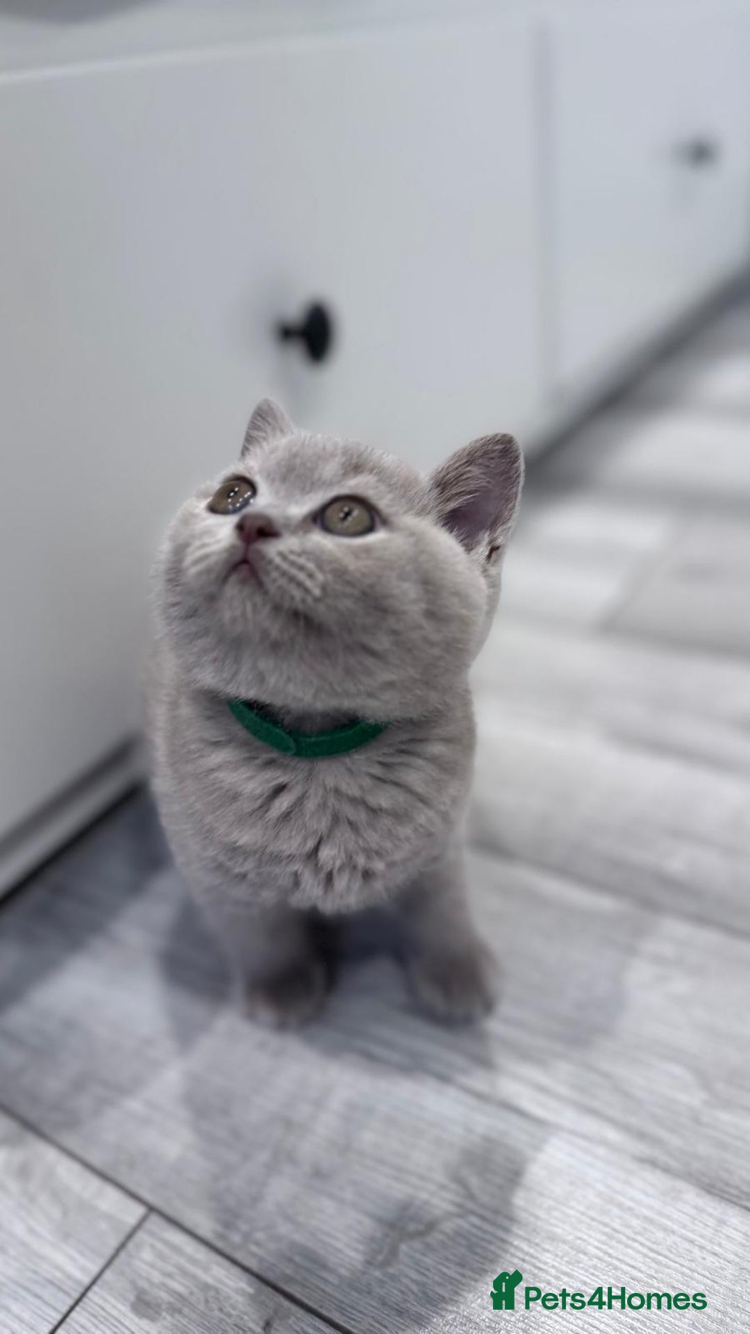 British Shorthair cats for sale: Champion line British Shorthair kittens  - Image 10
