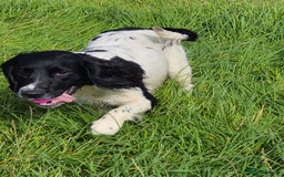 English Springer Spaniel dogs for stud: Black and white springer spaniel for stud  - Image 3