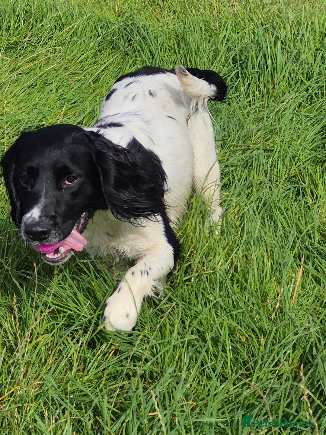 English Springer Spaniel dogs for stud: Black and white springer spaniel for stud  - Image 3