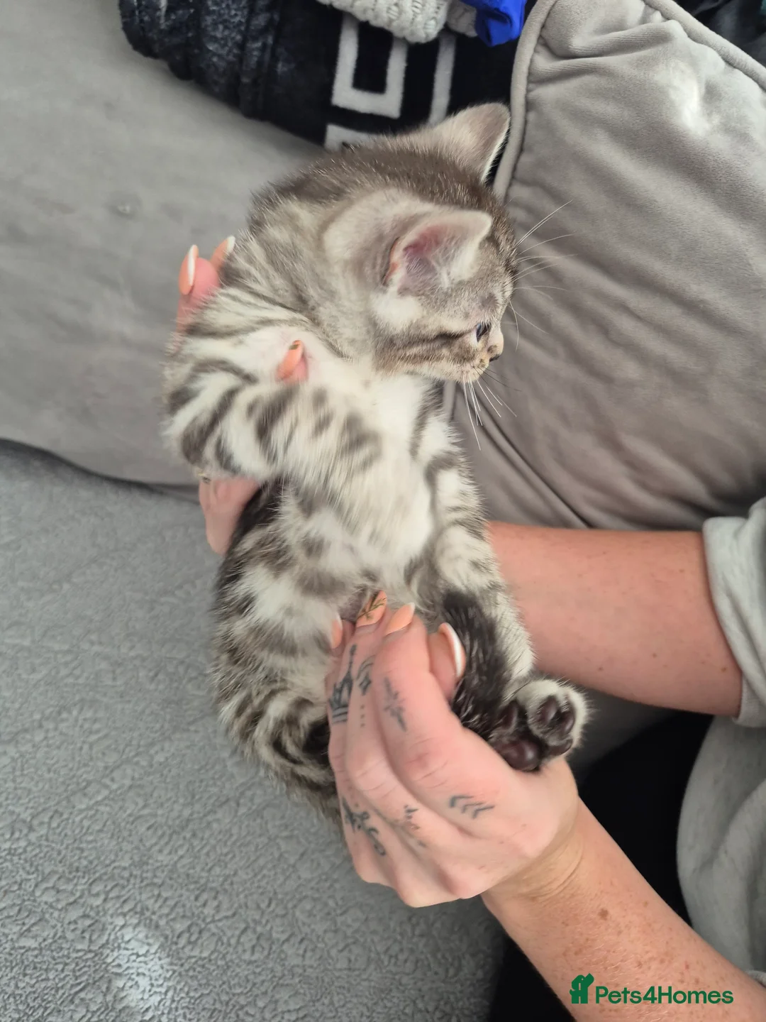 Mixed Breed cats for sale: Mixed bengal kittens - Advert 2