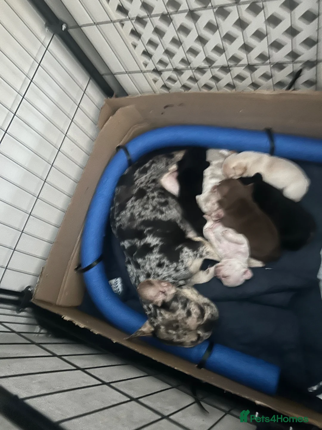 French Bulldog dogs for sale: 6 quality fluffy carrier French bulldogs - Advert 2