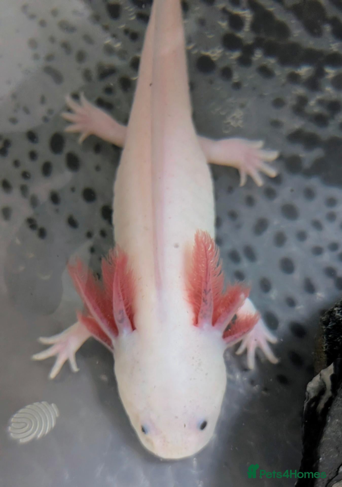 Axolotl reptiles Junior Axolotls - LAST 1 REMAINING - READY NOW! - Advert 2