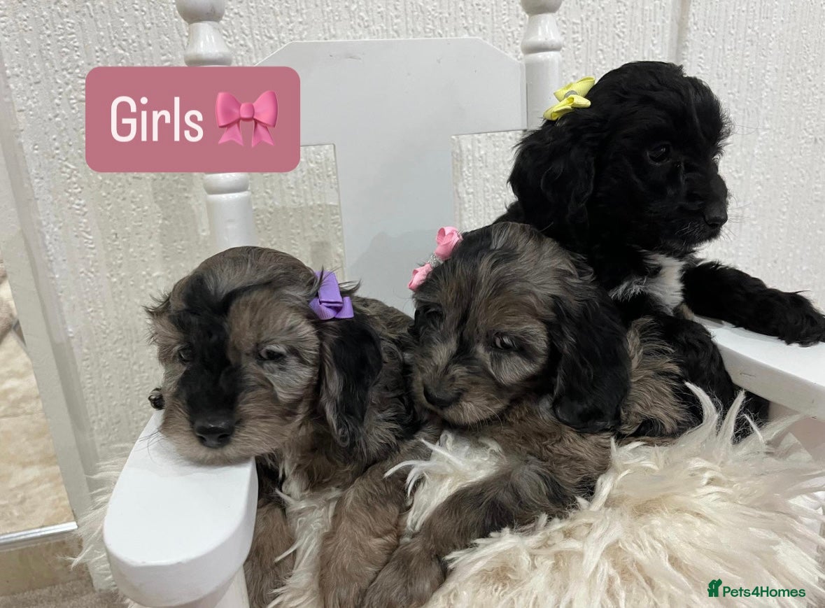 Cockapoo dogs  F1 Cockapoo Puppies 3 Girls 1 Boy Available  - Advert 14