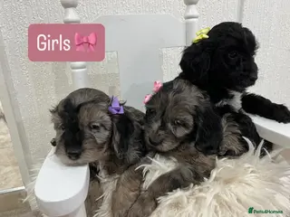 Cockapoo dogs F1 Cockapoo Puppies 3 Girls 1 Boy Available - Advert 14