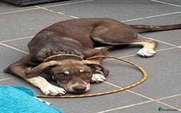 Mixed Breed dogs for adoption: Teya- sweet and loving  - Image 5