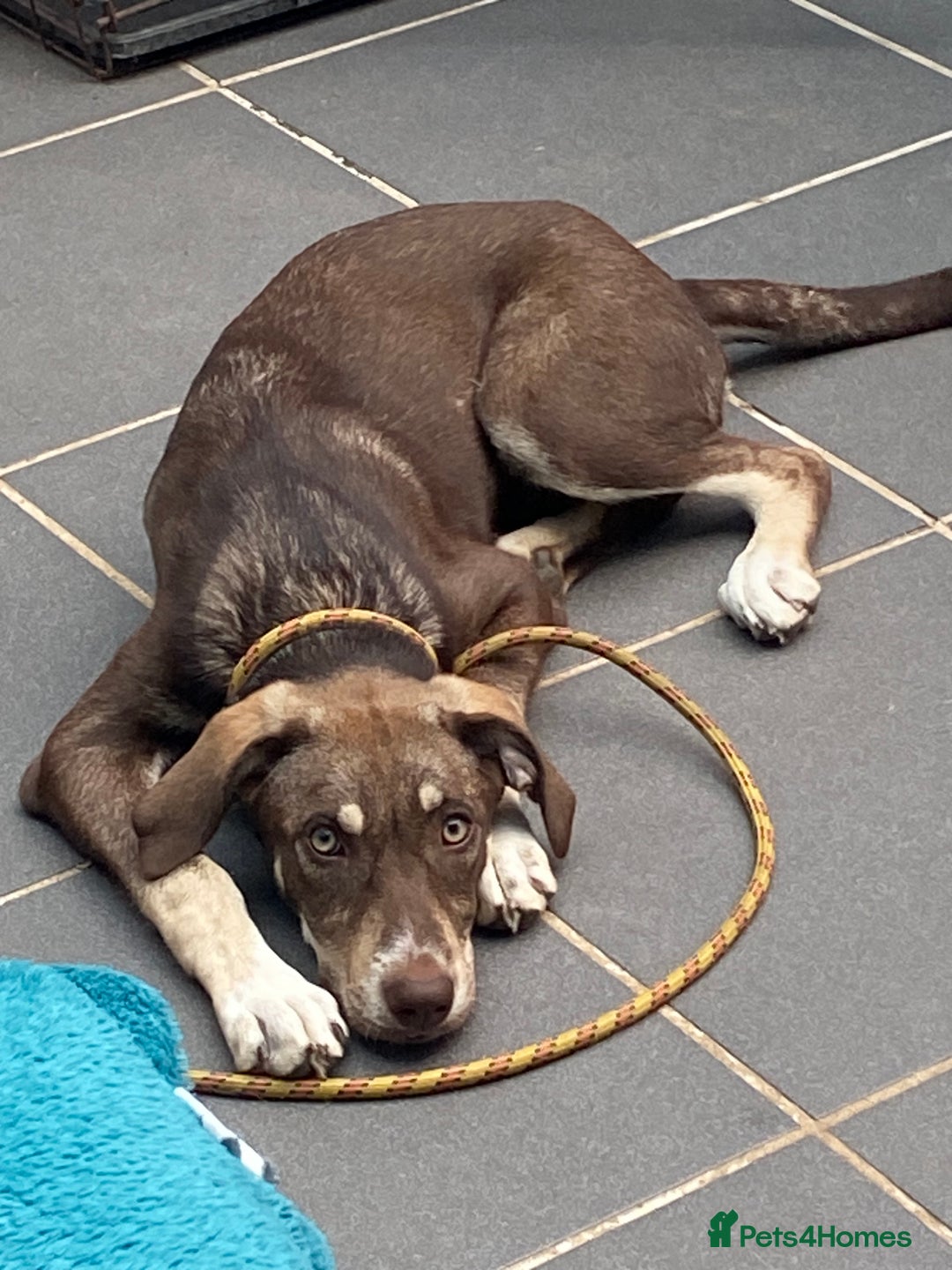 Mixed Breed dogs for adoption: Teya- sweet and loving  - Image 5