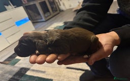 Cockerdor dogs for sale: Cockerdors  - Advert 26