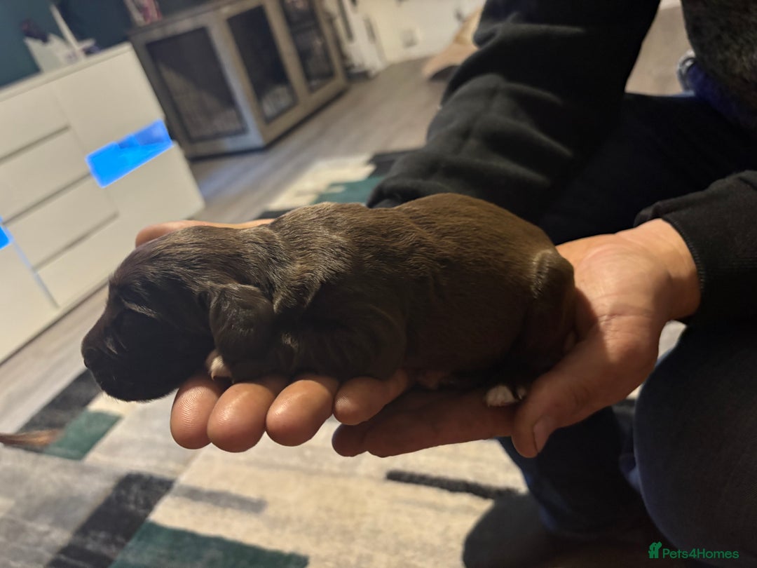 Cockerdor dogs for sale: Cockerdors  - Advert 26