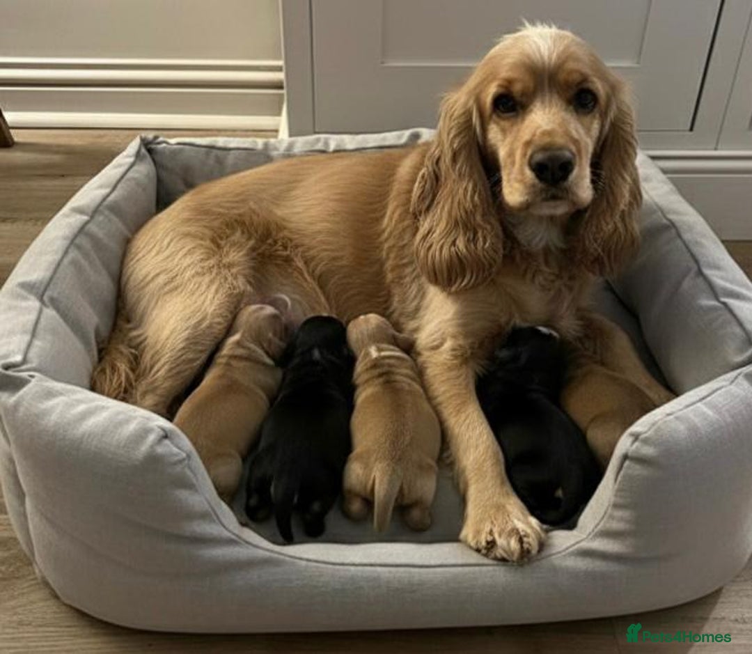 Cocker Spaniel dogs for sale: Cocker Spaniel Puppies  - Advert 7
