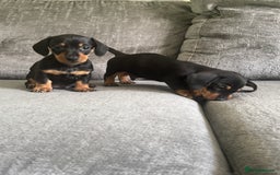 Miniature Dachshund dogs for sale: Blue/tan/dapple KC registered miniature dachshunds in Heywood - Image 7