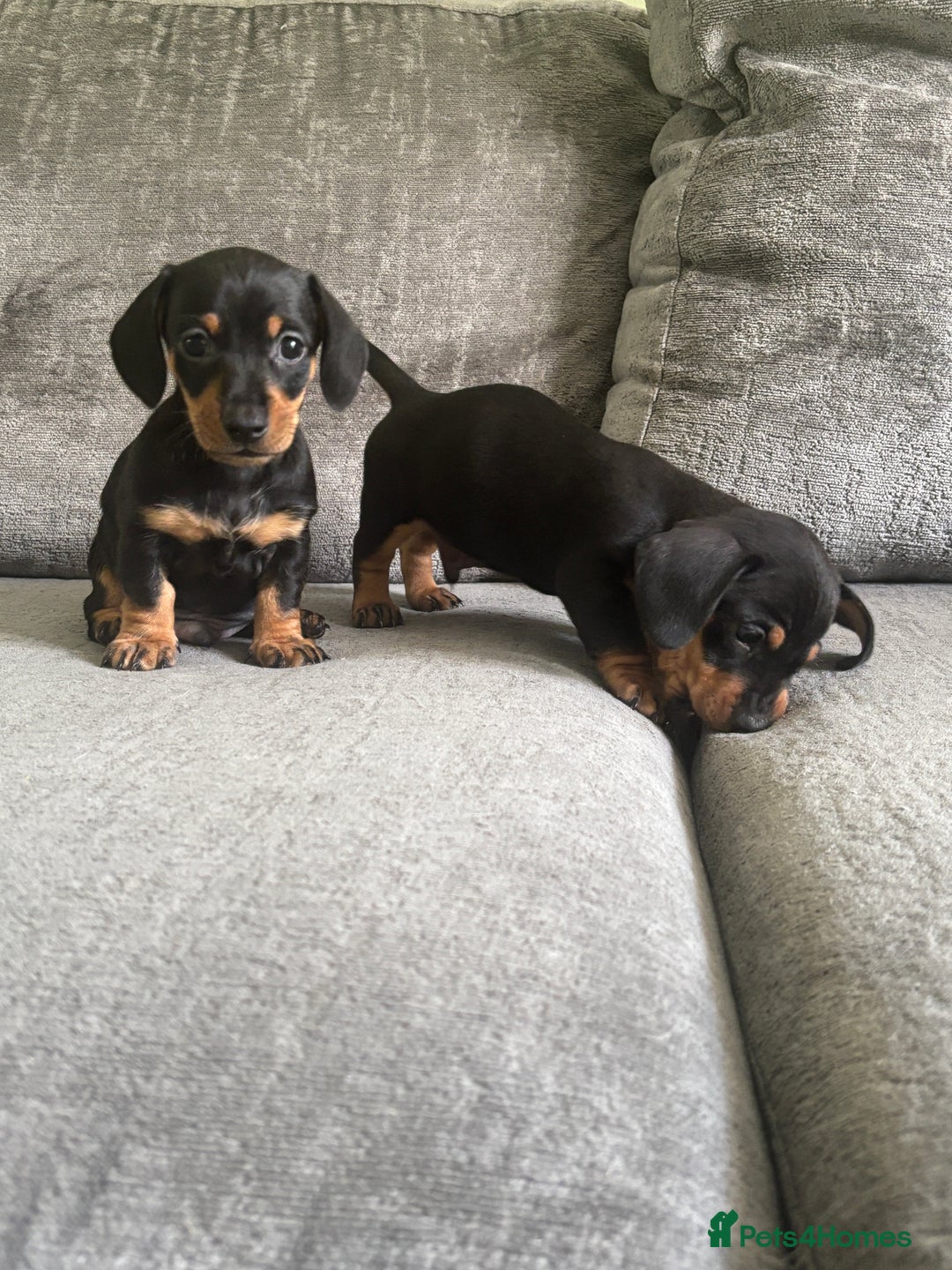 Miniature Dachshund dogs for sale: Blue/tan/dapple KC registered miniature dachshunds in Heywood - Image 7