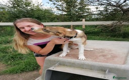 Mixed Breed dogs for adoption: 💖🐶 ZEENA 🐶💖 - Image 10