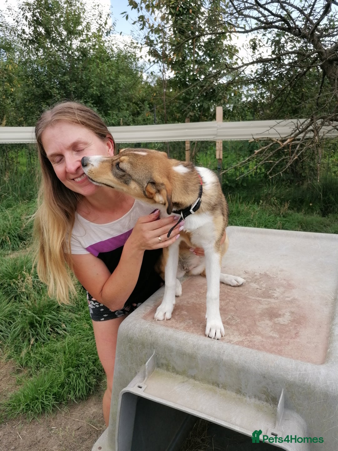 Mixed Breed dogs for adoption: 💖🐶 ZEENA 🐶💖 - Image 10