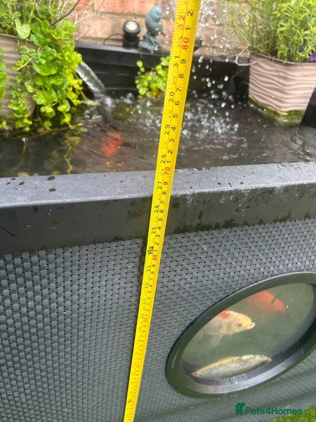 Koi Carp fish for sale: Pond & fish all included  - Advert 2