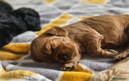 Cocker Spaniel dogs for sale: Cocker spaniel - Image 7