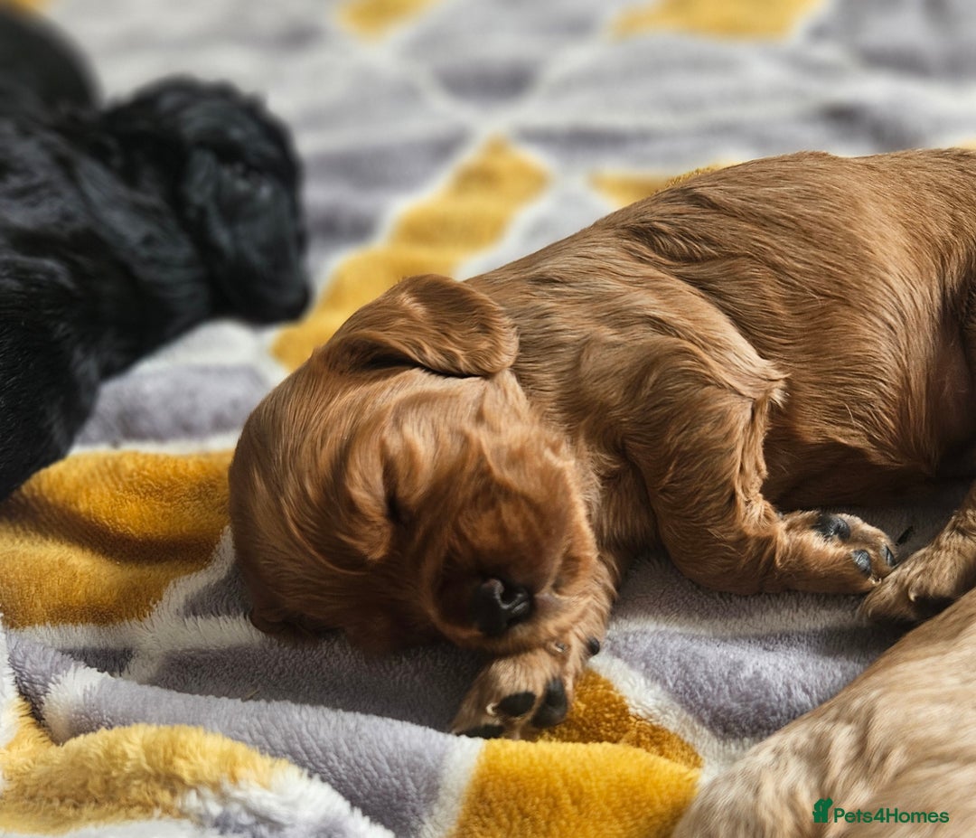 Cocker Spaniel dogs for sale: Cocker spaniel - Image 7