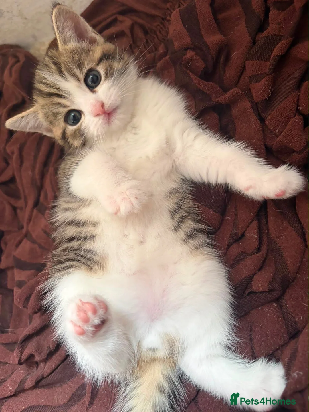 Mixed Breed cats for sale: A lovely mixed boy looking for a home in Nottingham - Advert 5