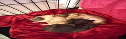Chihuahua dogs for sale: 💕🐾 GORGEOUS LONG-HAIRED CHIHUAHUA GIRLS 🐾💕 - Advert 5