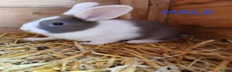Mixed Breed rabbits for sale: Mini lop cross babies  - Advert 6