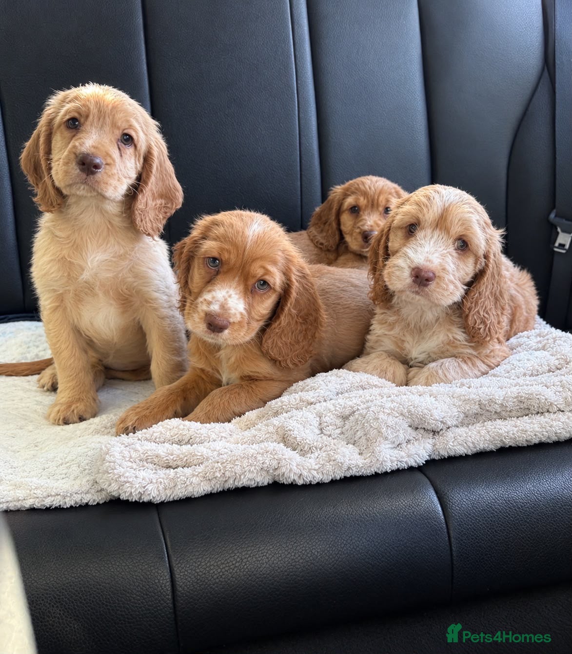 Cockapoo dogs F1B Cockapoo (1 Male left) - Advert 3