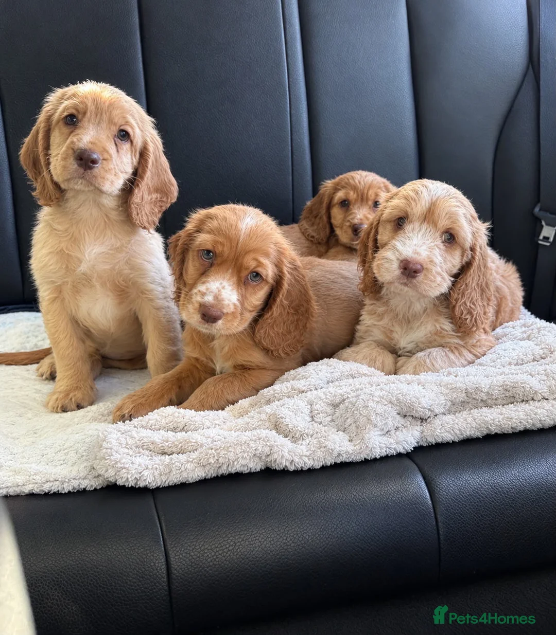 Cockapoo dogs for sale: F1B Cockapoo (1 Male left) in Bacup - Advert 1