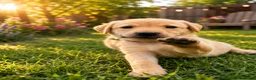 Labrador Retriever dogs for sale: Exceptional Labrador puppies  - Advert 10