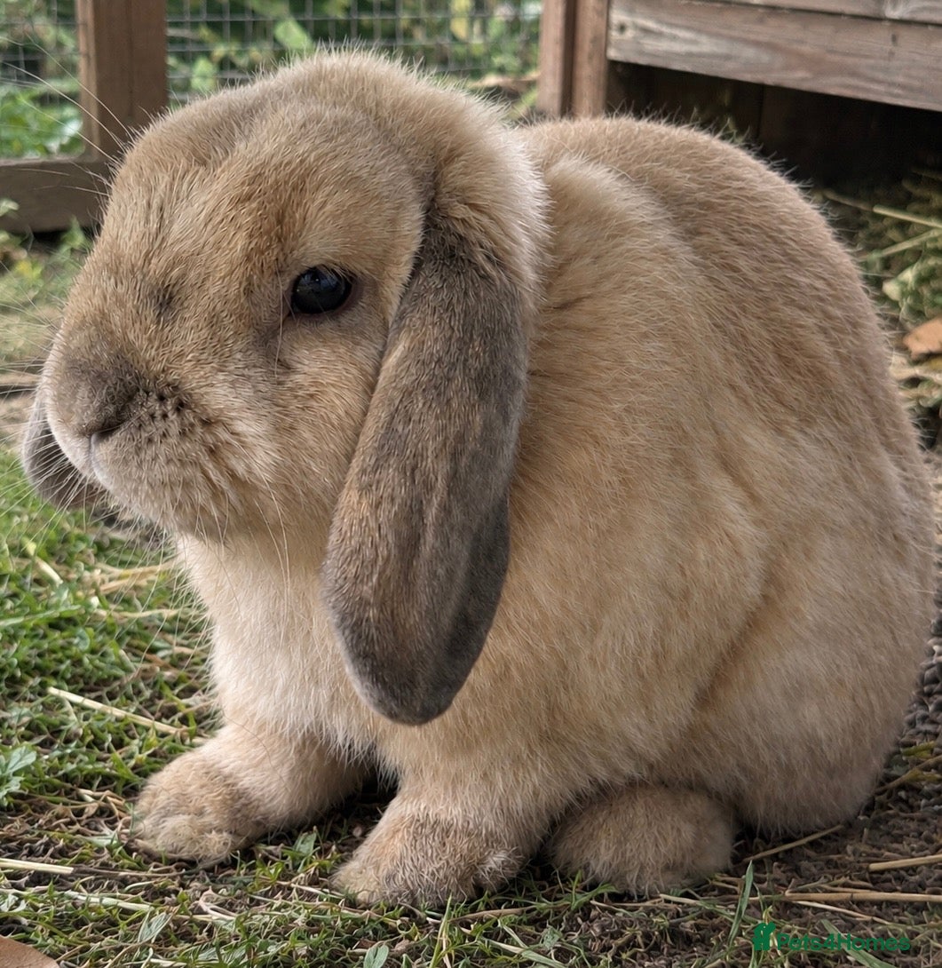 Mini Lop rabbits Proven male mini lop - Advert 8