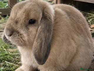 Mini Lop rabbits Proven male mini lop - Advert 8