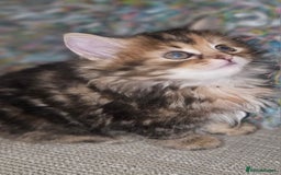 Persian cats for sale: Persian Kittens ready now - Image 1