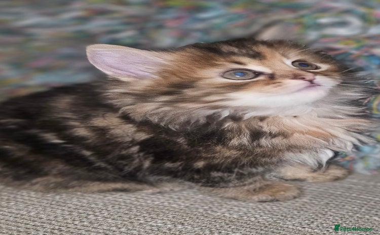 Persian cats - Advert 2