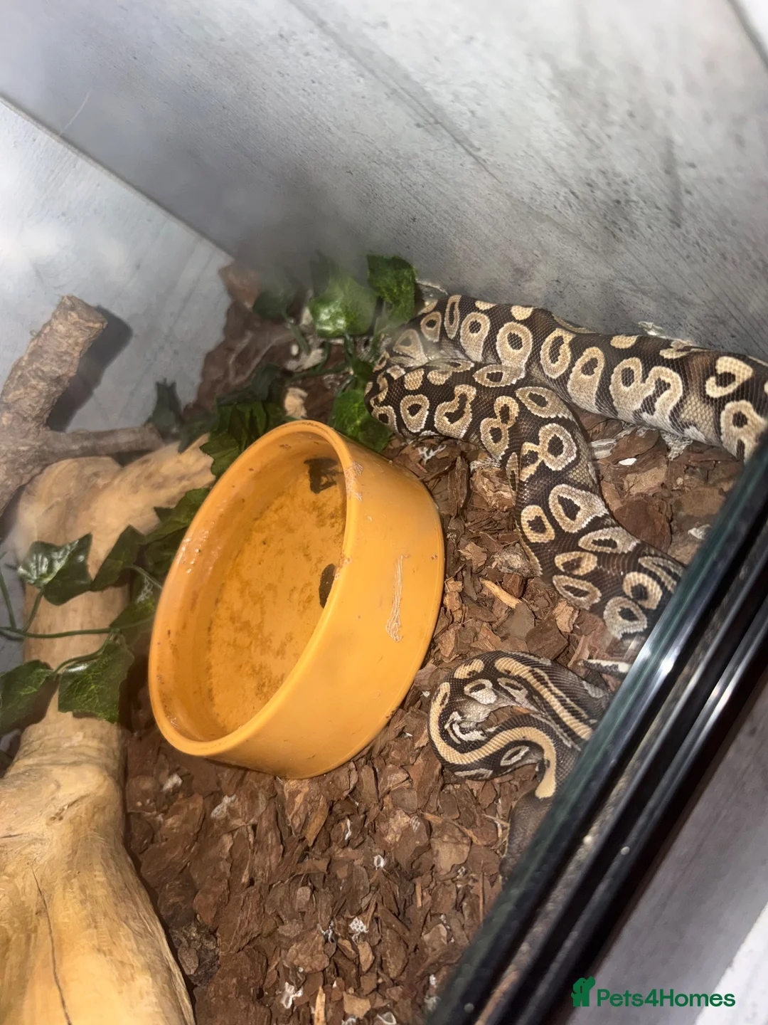 Python Snake reptiles for sale: 1yo python  in Taunton - Advert 2