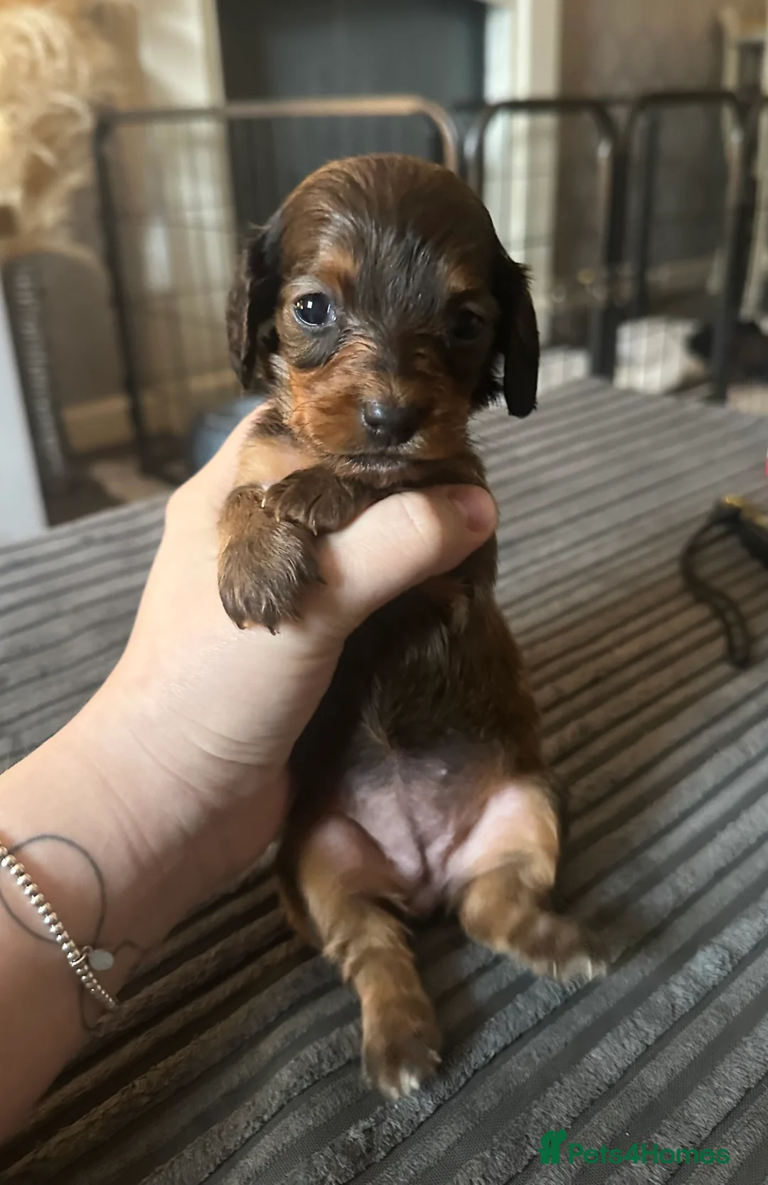 Miniature Dachshund dogs for sale: Long haired miniature dachshunds - Advert 2