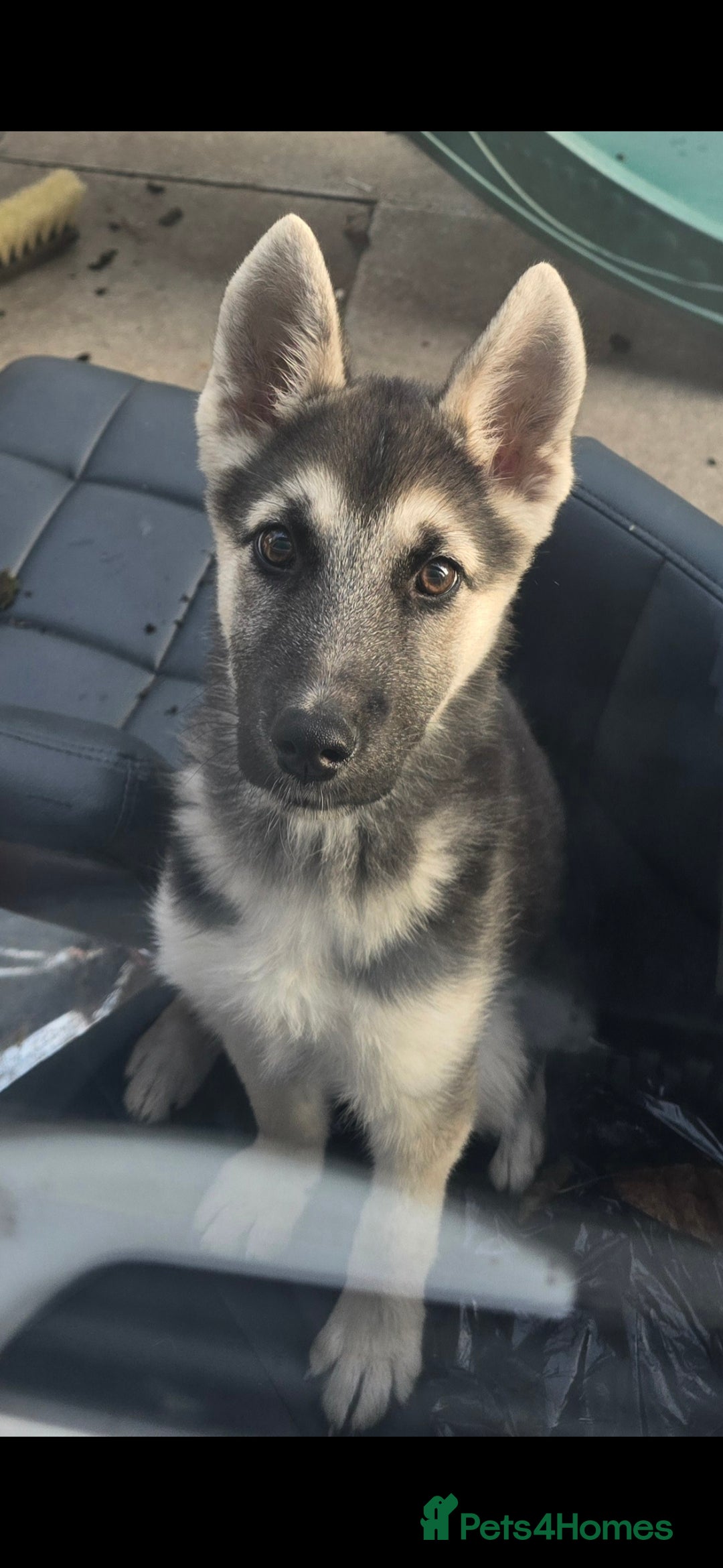 Mixed Breed dogs Female Shepkita Puppy - Advert 13