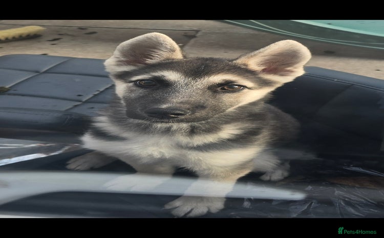 Mixed Breed dogs - Advert 10