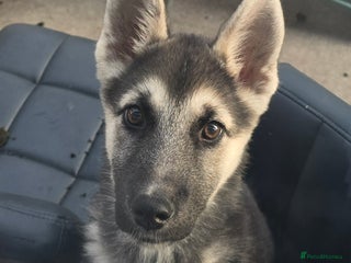 Mixed Breed dogs Female Shepkita Puppy - Advert 20