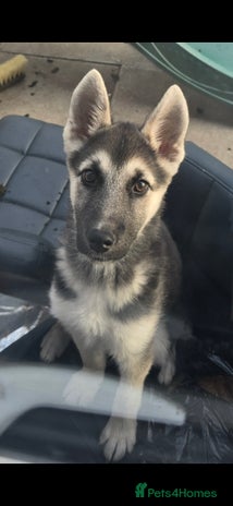 Mixed Breed dogs - Advert 10