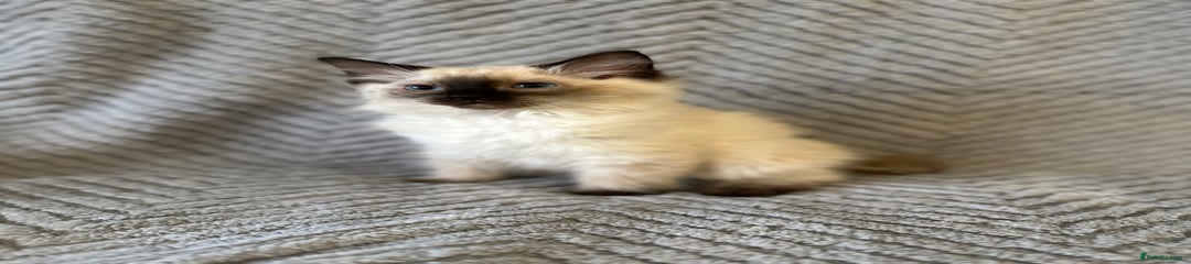 Ragdoll Kitten 3