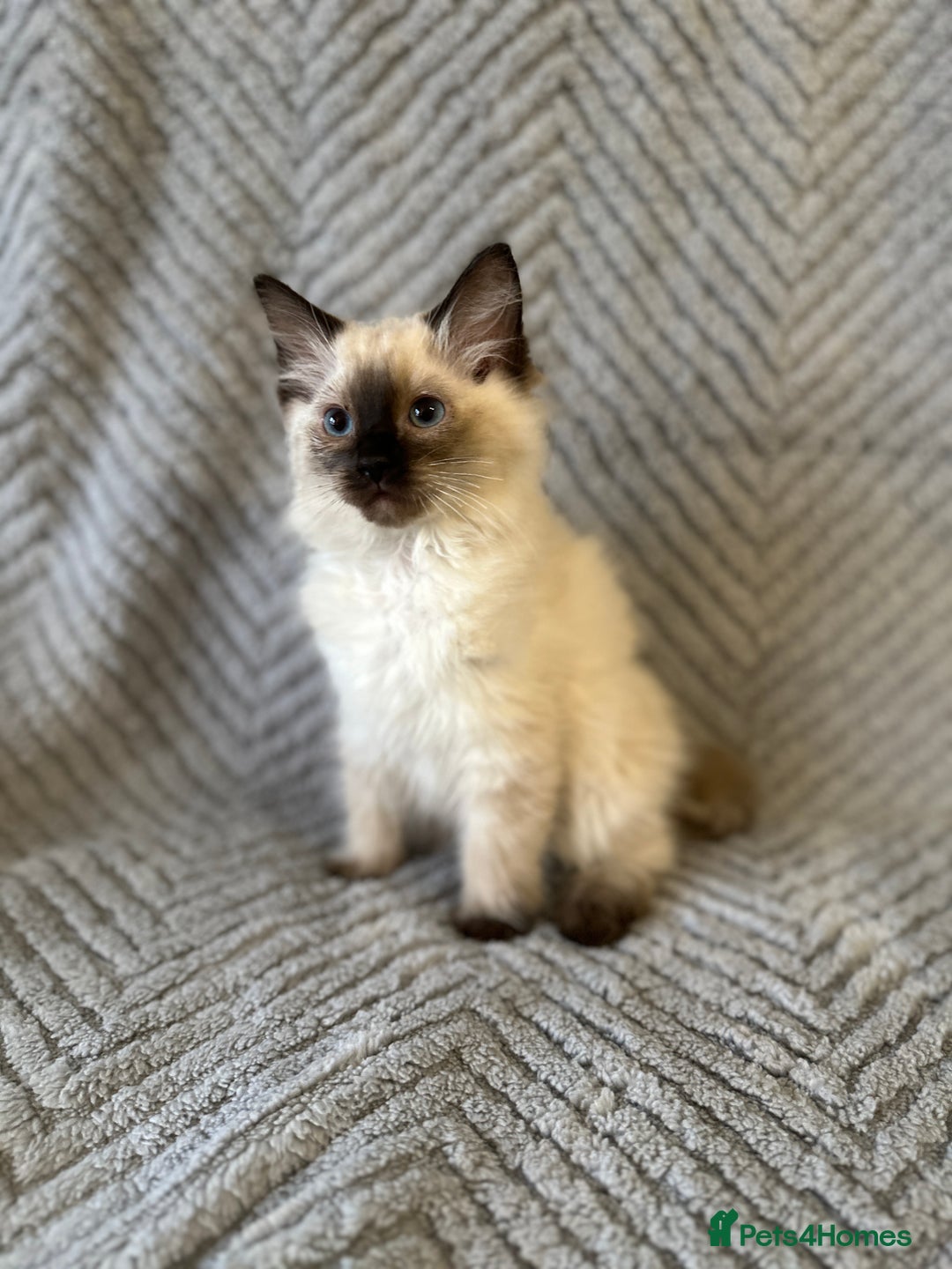 Ragdoll cats for sale: Ragdoll Linx kittens - Image 3
