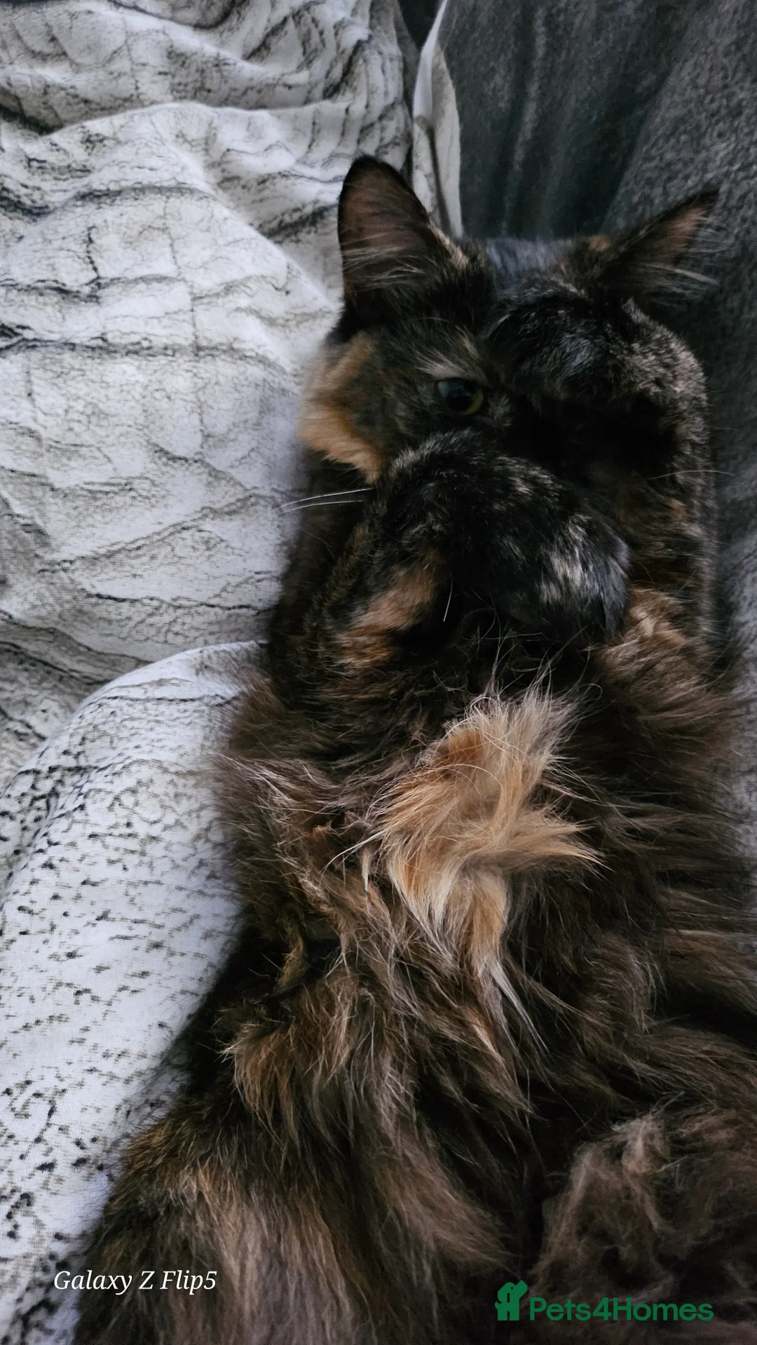 Maine Coon cats for sale: NALA  - Advert 3