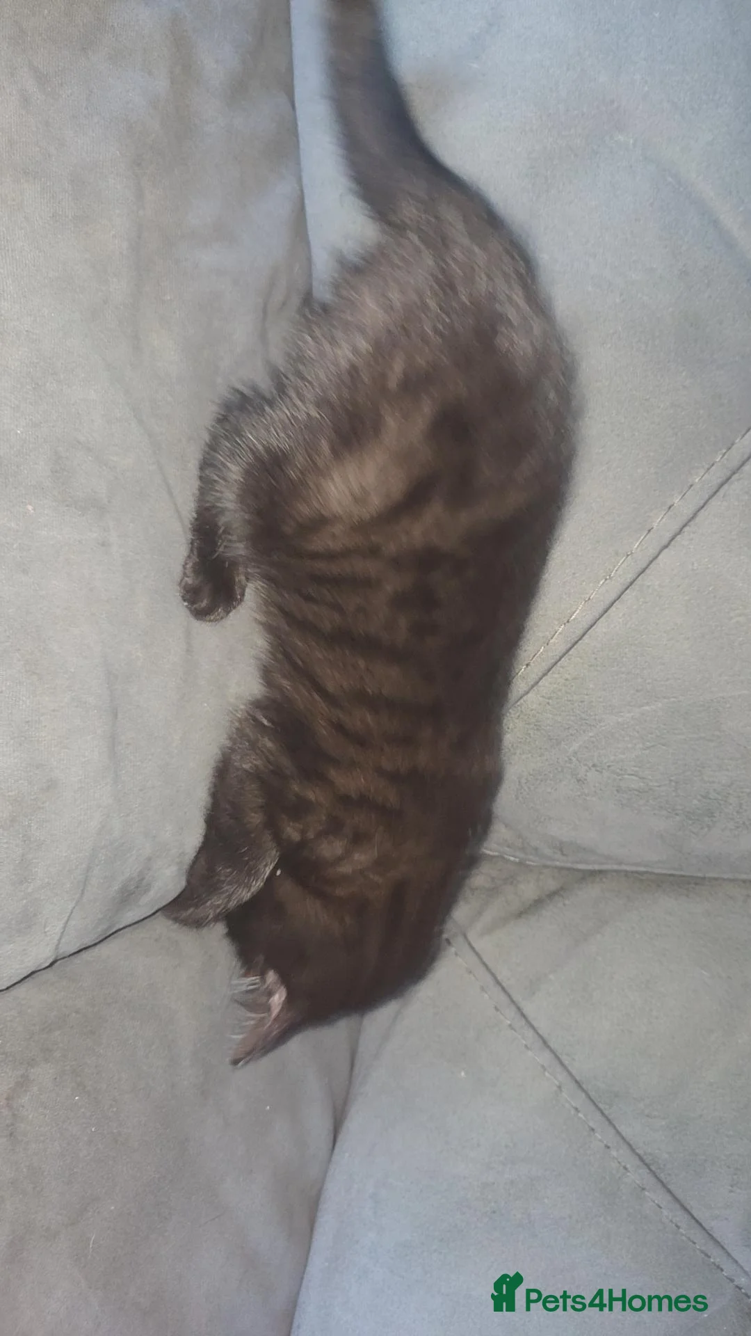 Mixed Breed cats for sale: Bengal cross bread female kitten in Stalybridge - Advert 2
