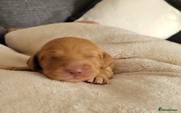 Cocker Spaniel dogs for sale: Beautiful cocker Spaniel ginger boy left - Image 6