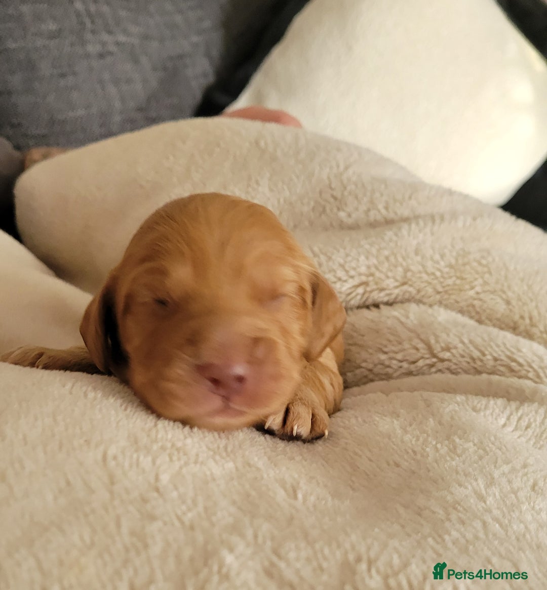 Cocker Spaniel dogs for sale: Beautiful cocker Spaniel ginger boy left - Image 6