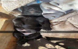 Mixed Breed dogs for sale: 3/4 lab 1/4 collie puppies  in Whitby - Image 34