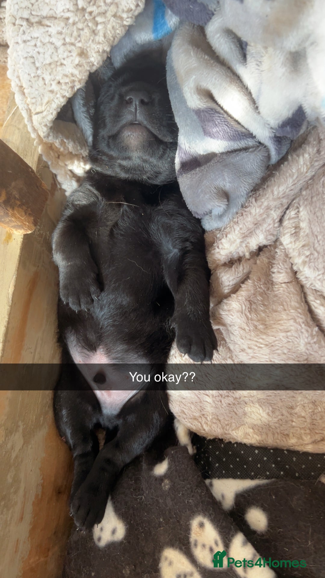 Mixed Breed dogs for sale: 3/4 lab 1/4 collie puppies  in Whitby - Image 34