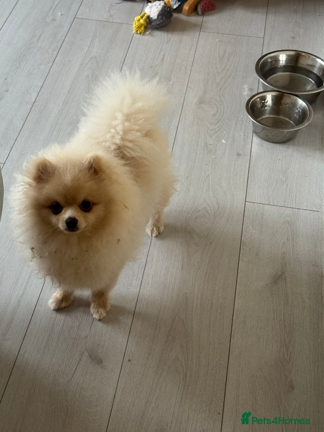 Pomeranian dogs for sale: 🐾🐶💙 Pomeranian puppy 💙🐶🐾 - Advert 13
