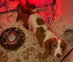 Cockapoo dogs STUNNING RED F1 TOY COCKAPOOS! -HEALTH-CHECKED - Advert 8