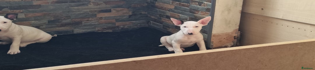 English Bull Terrier Puppy 6